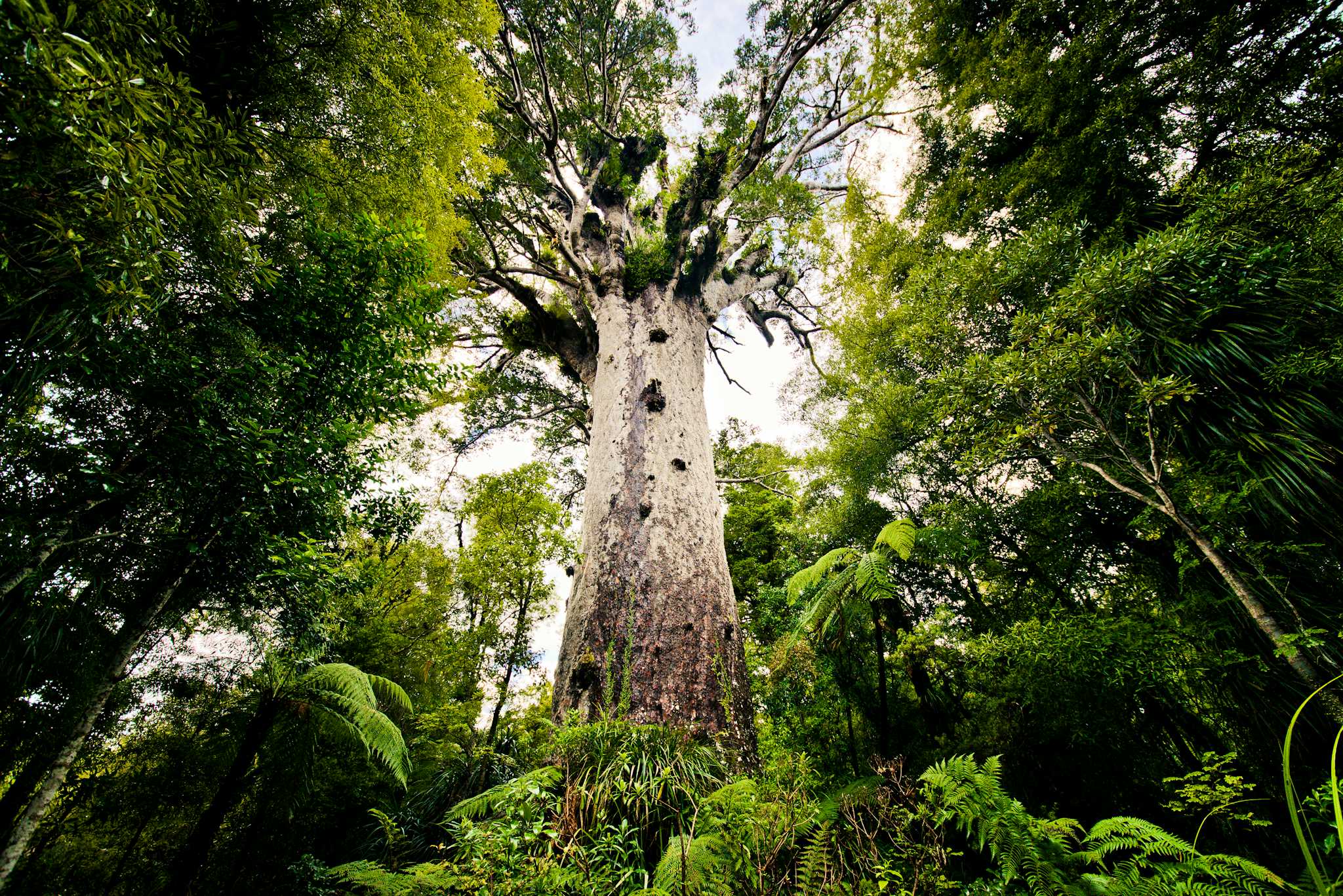 Tane Mahuta