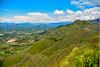 Tarija