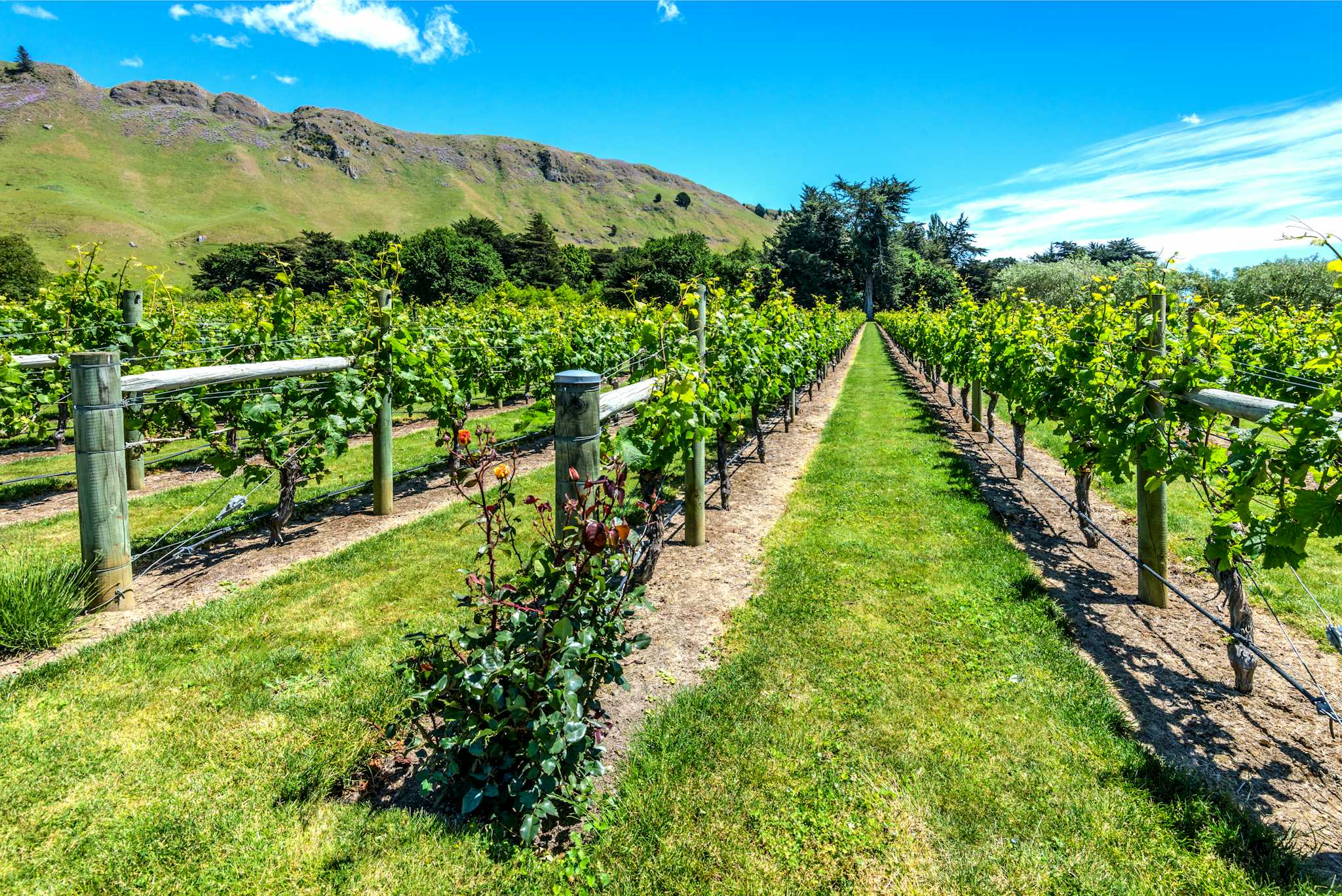 Te Mata Estate Winery