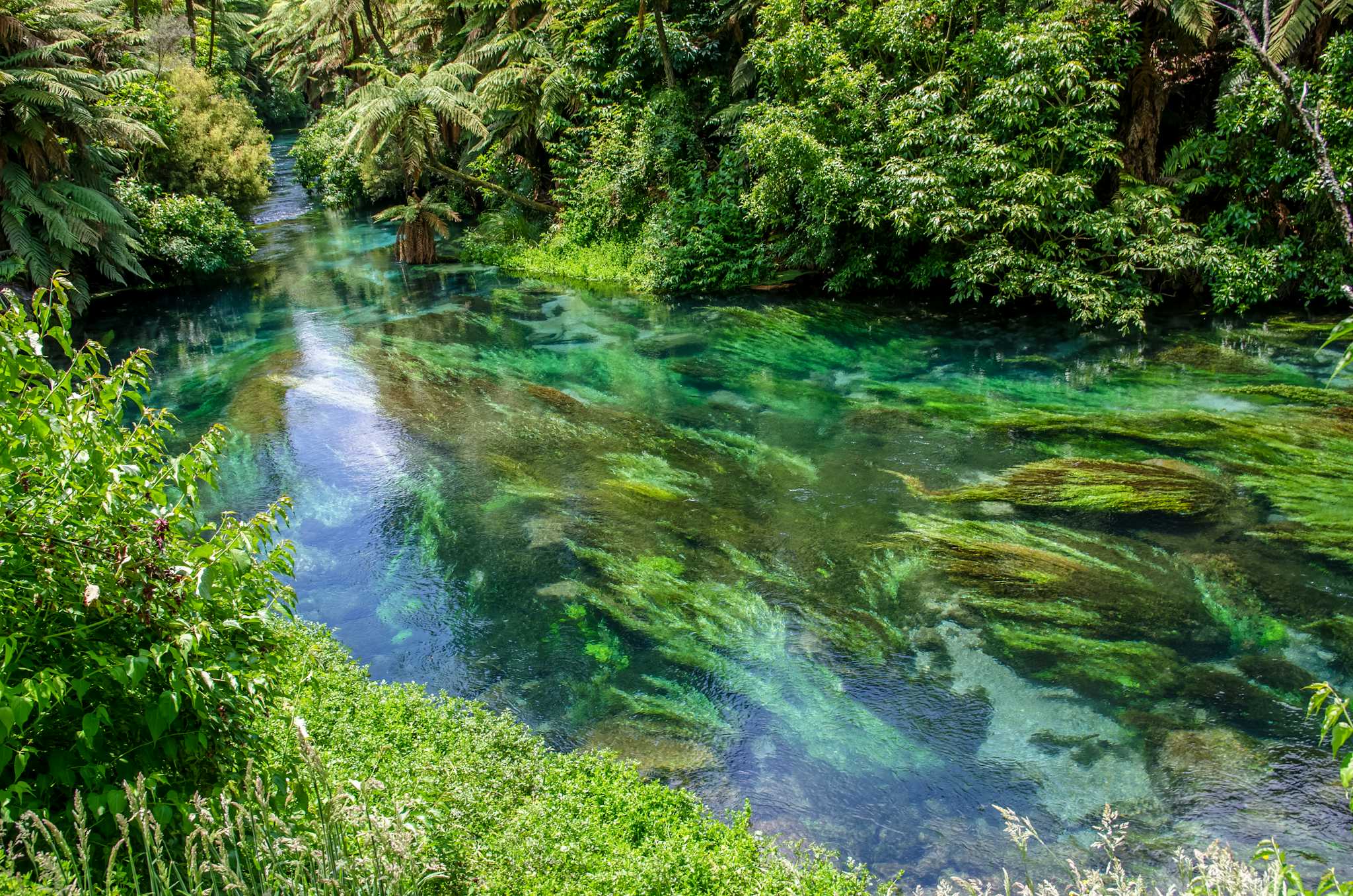 Sendero Te Waihou