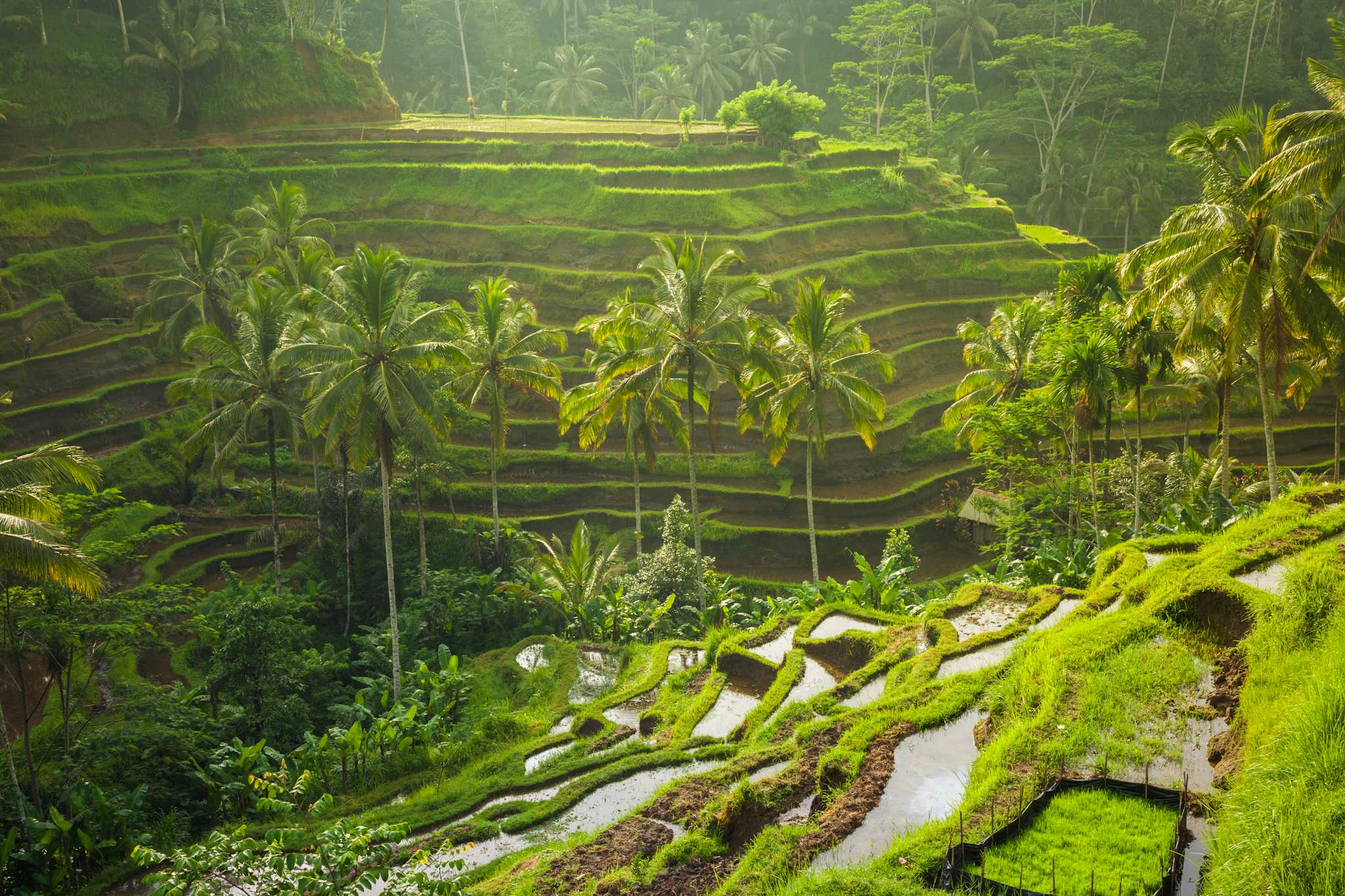 Tegallalang Rice Terrace