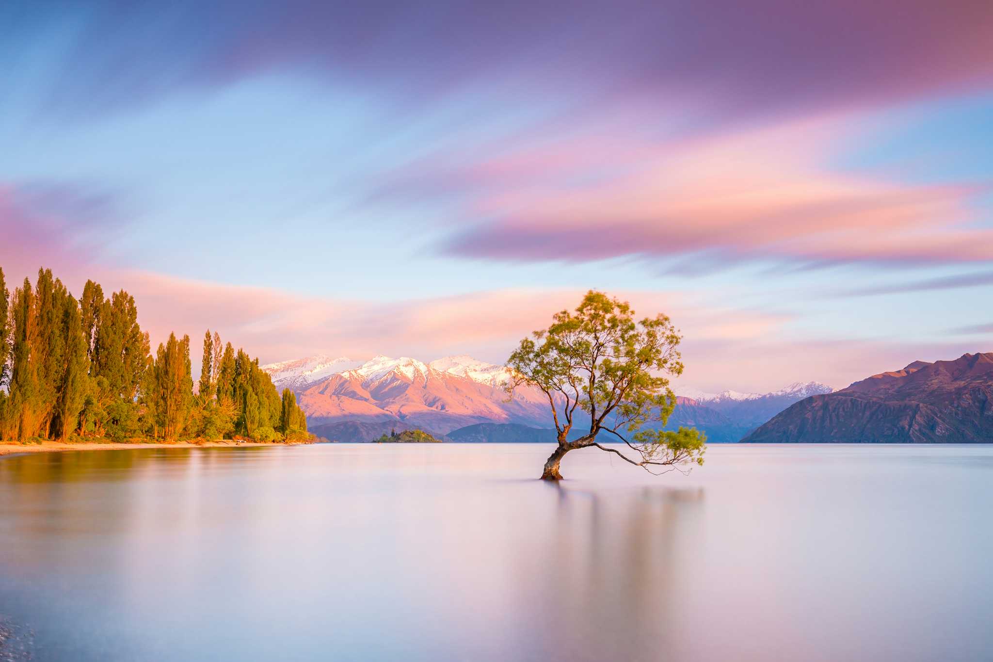 That Wanaka Tree