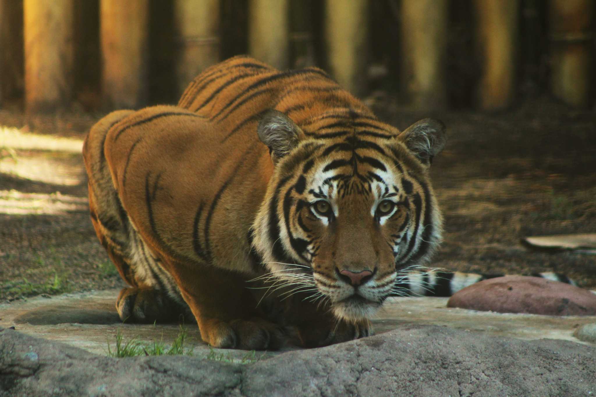 The Catty Shack Ranch Wildlife Sanctuary