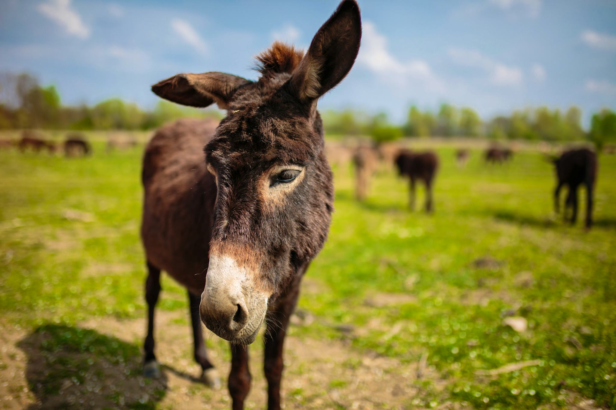 El Santuario de Burros de Mallow