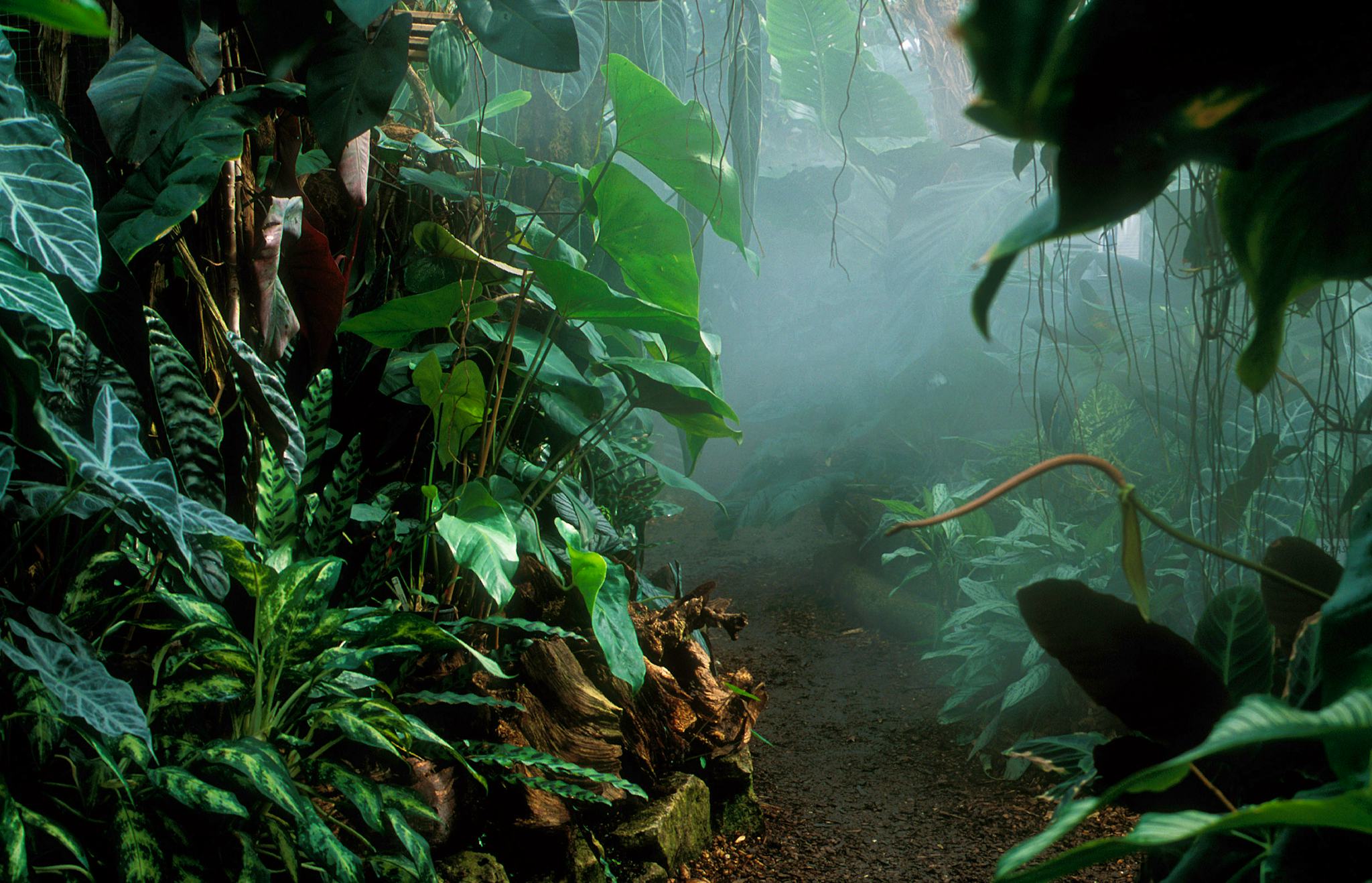 The Living Rainforest