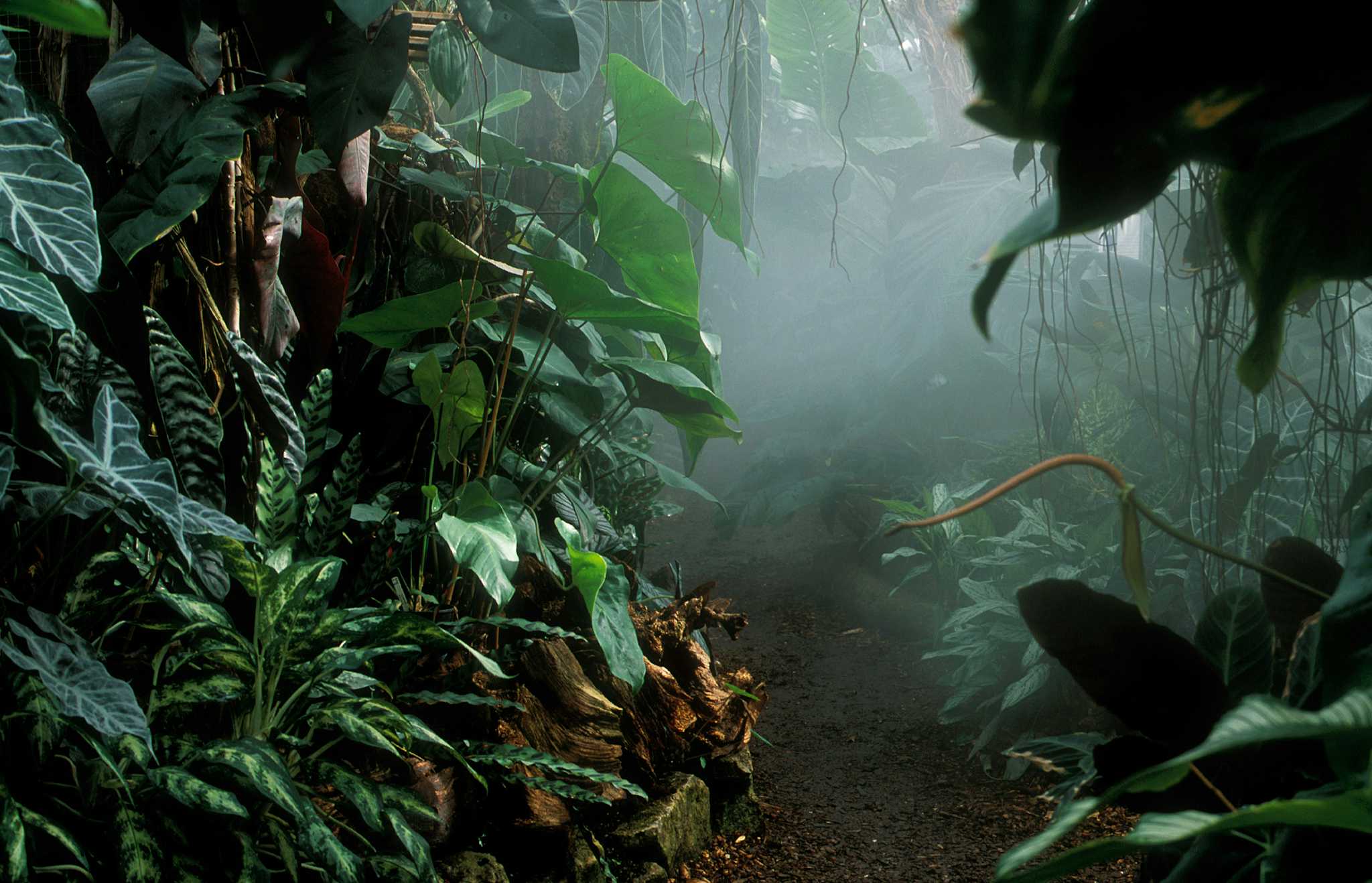 The Living Rainforest