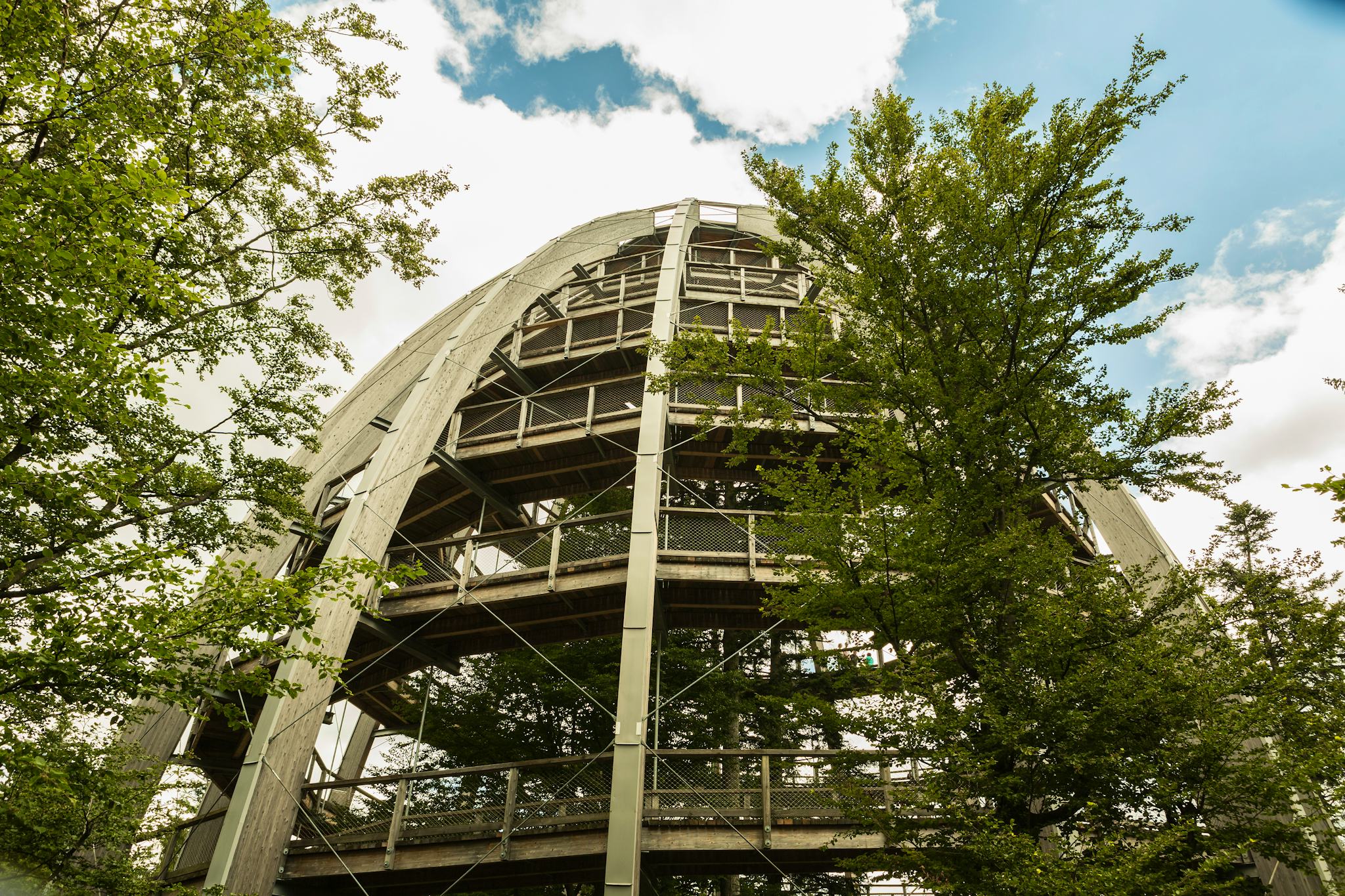 Treetop walk