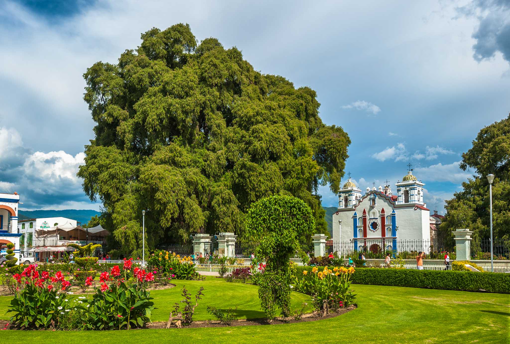 Árbol del Tule