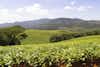 Tzaneen