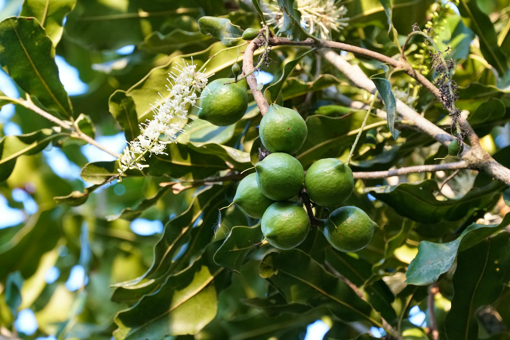 Valhalla Macadamia Farm