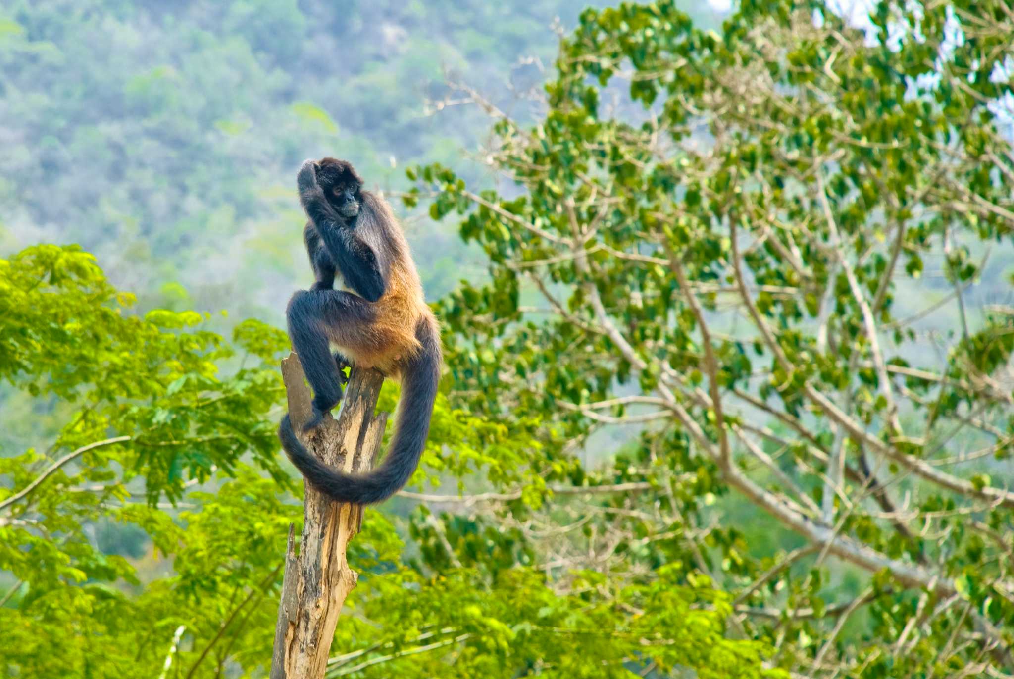 Vallarta Zoo