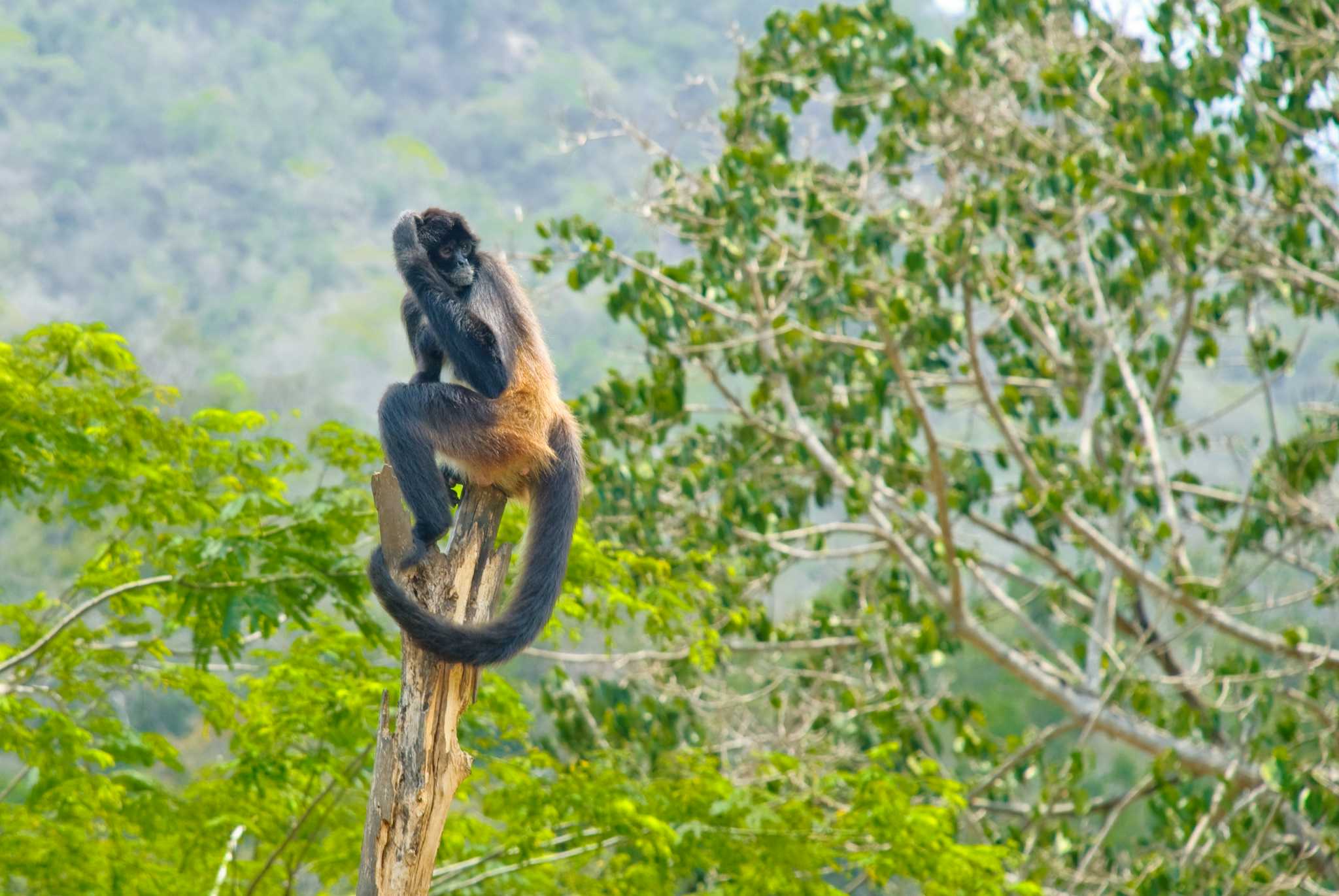 Vallarta Zoo