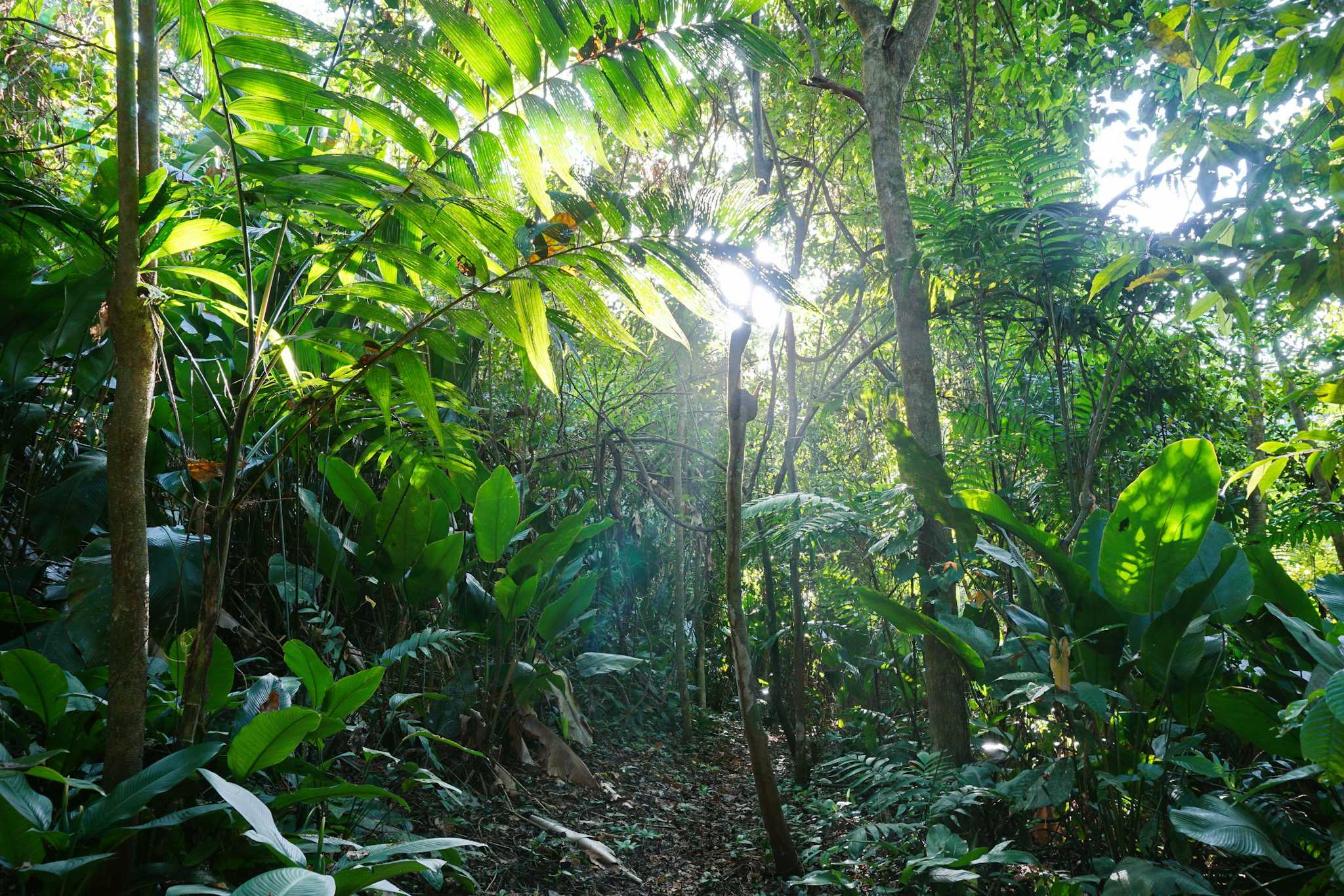 Veragua Rainforest