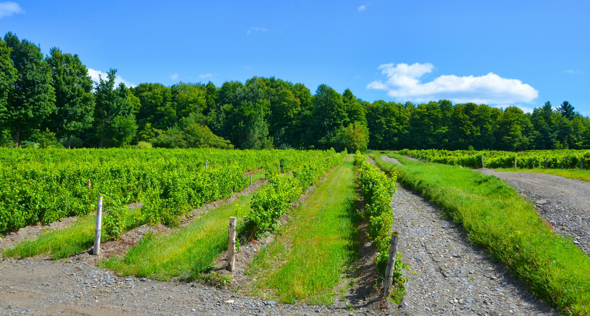 Vignoble Val Caudalies