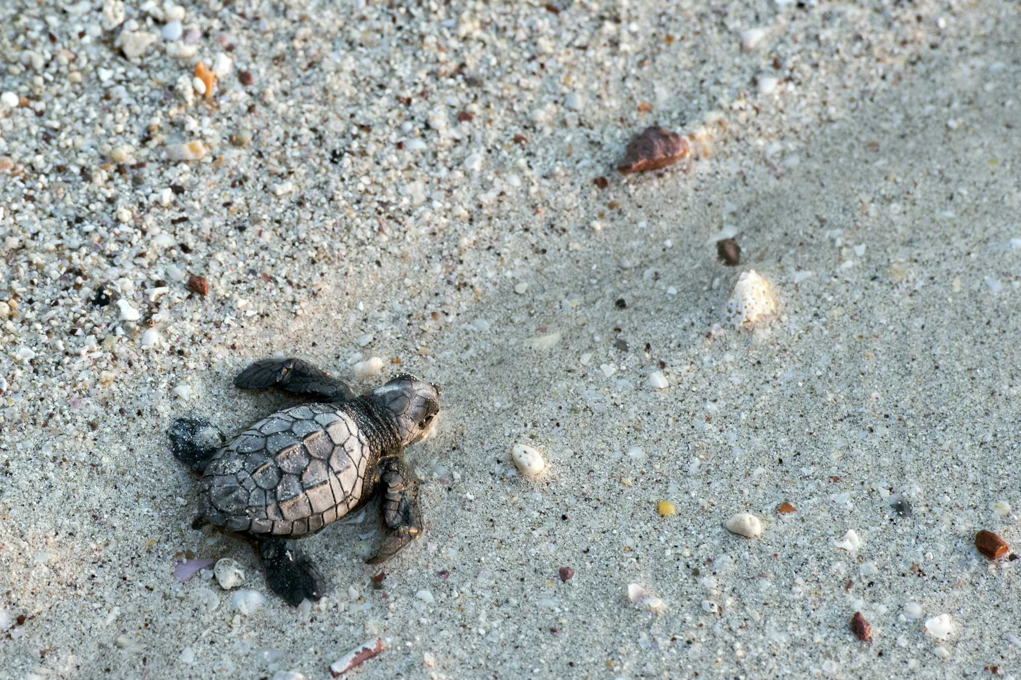 Vive Mar Schildkrötenlager