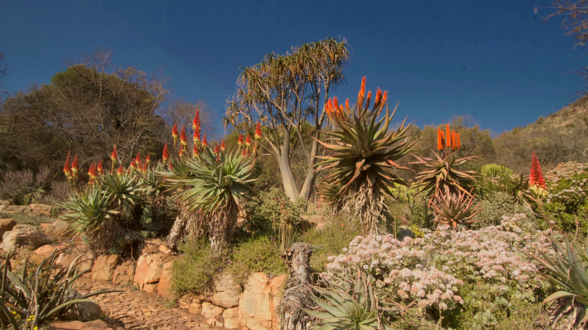 Jardin Botanique National Walter Sisulu