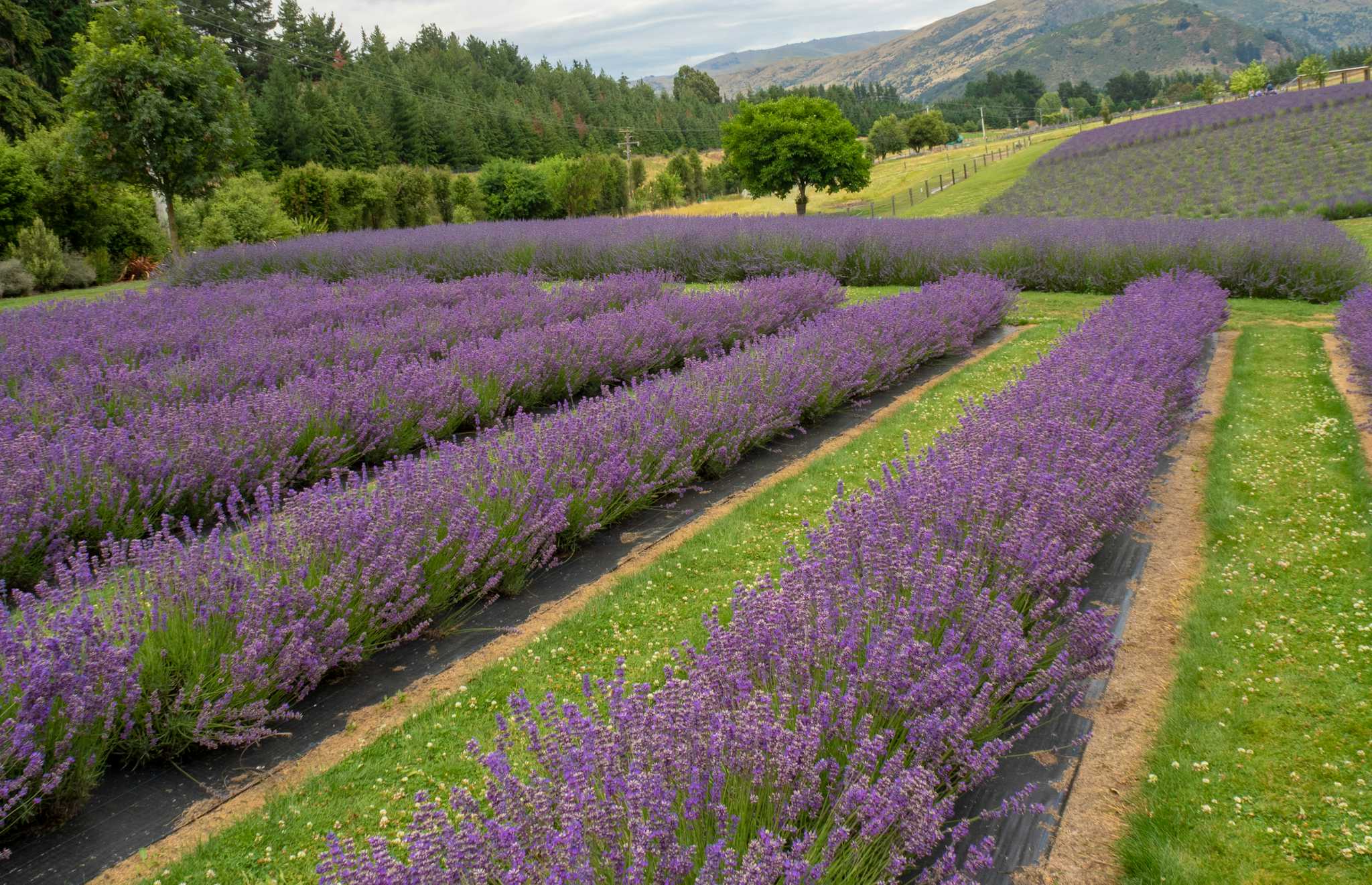 Wanaka Lavender Farm