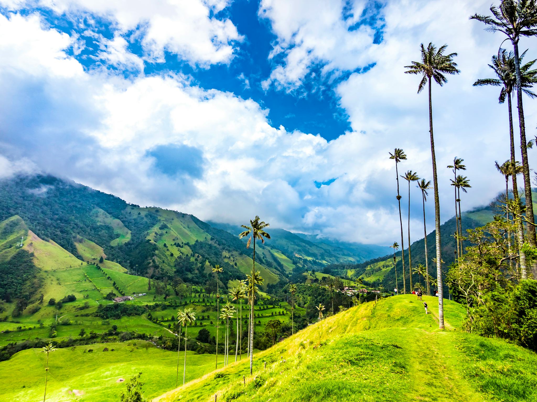 Wax Palms of Cocora Valley