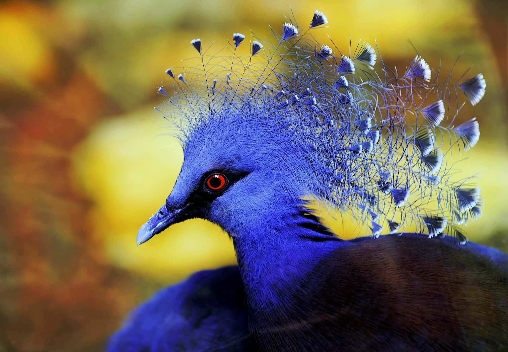 Weltvogelpark Walsrode