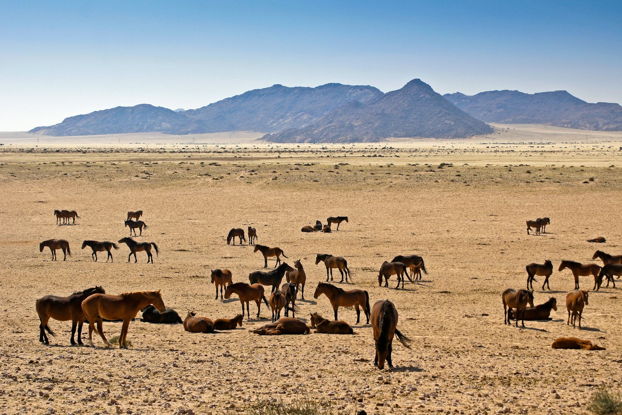 Caballos Salvajes de Aus