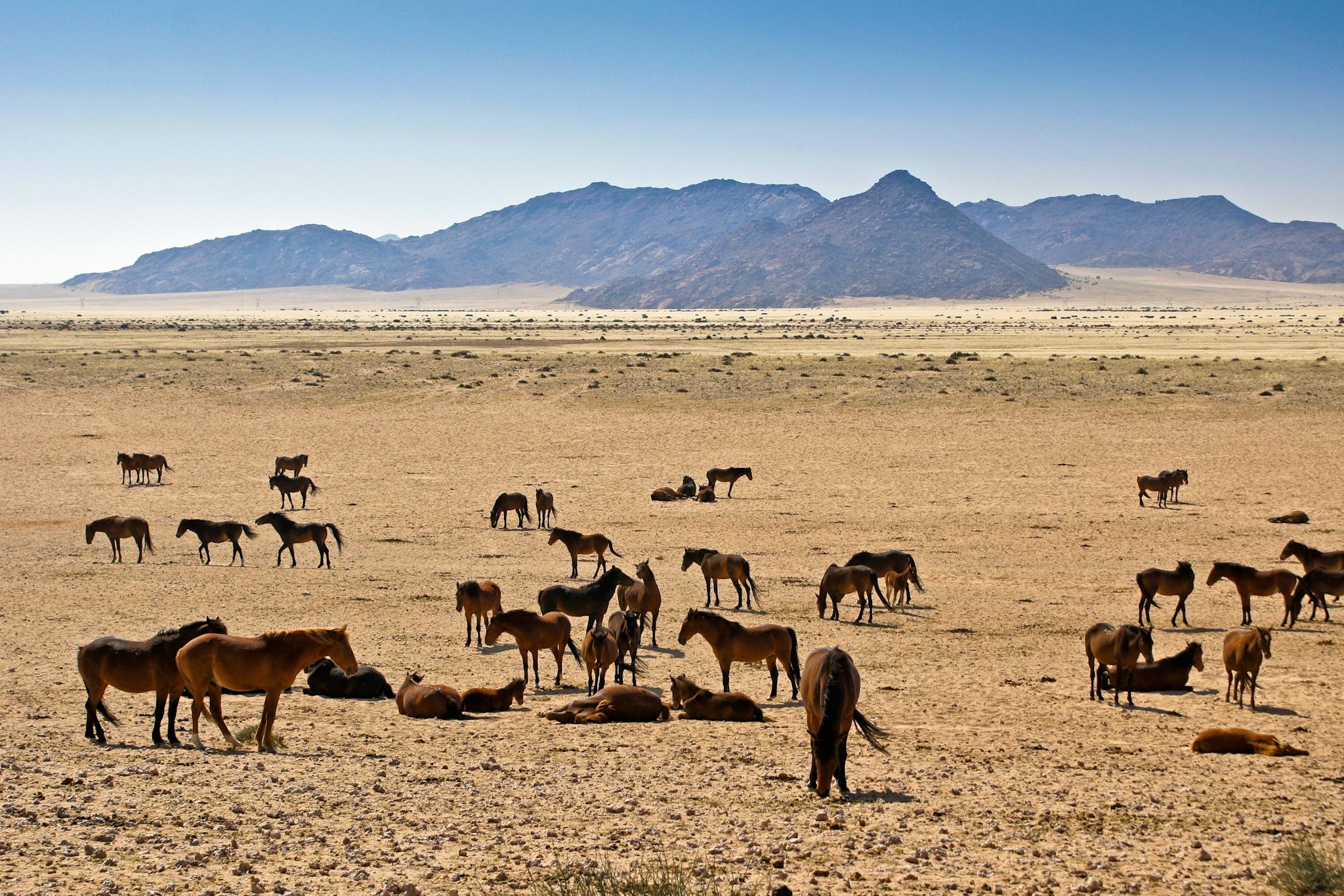 Wild Horses of Aus