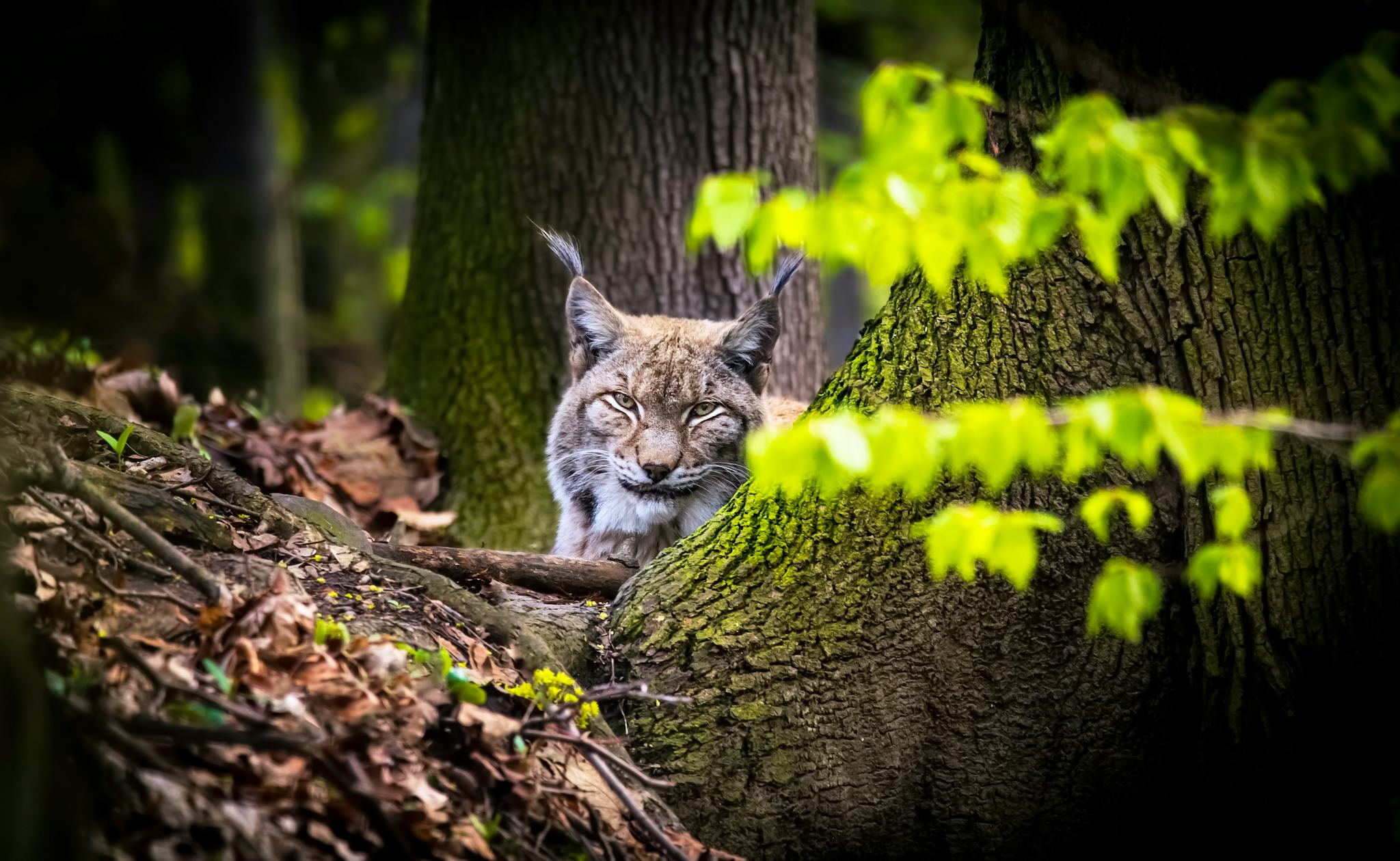 Wildpark Schorfheide