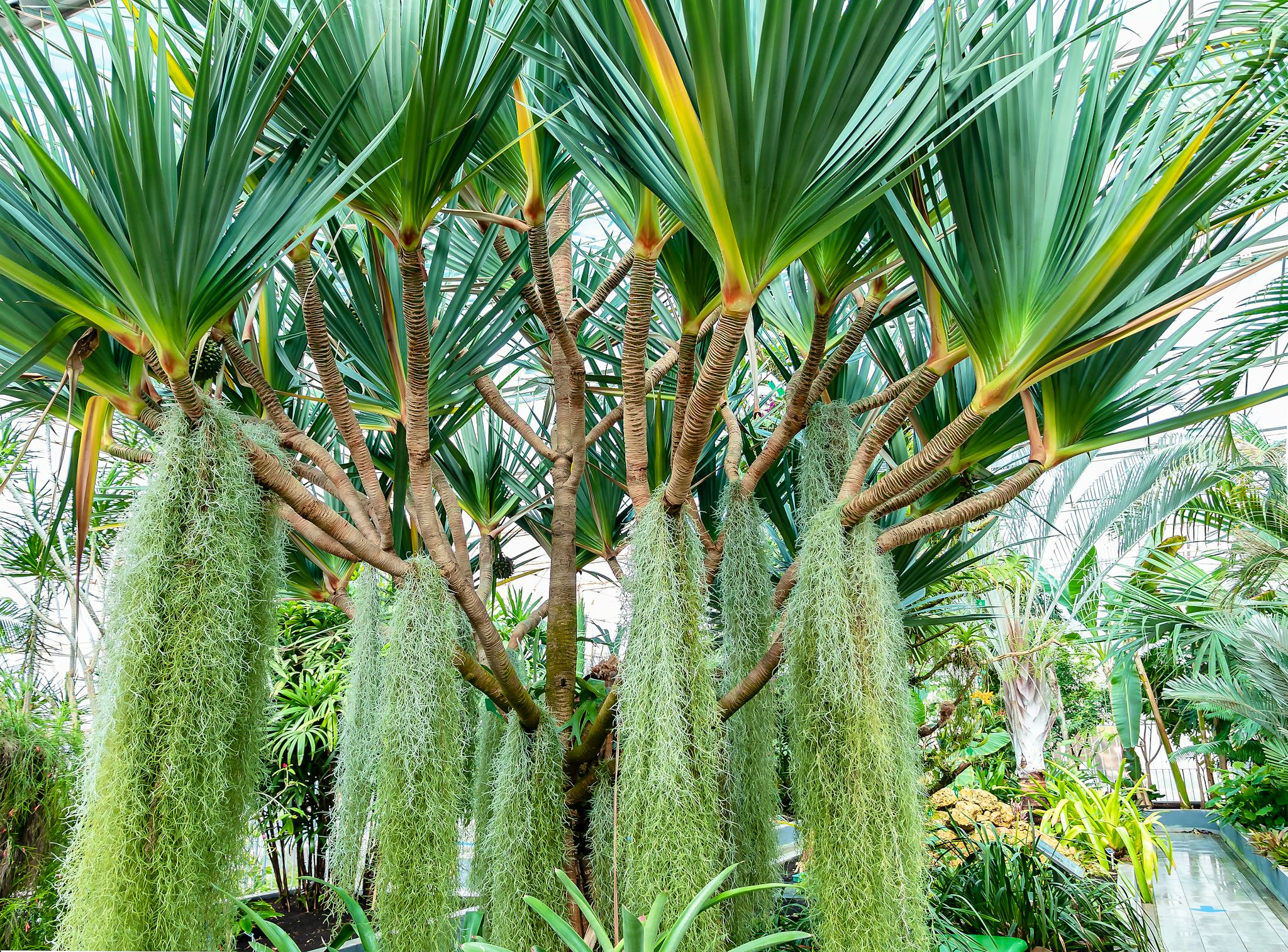 William Miranda Marin Botanical and Cultural Garden
