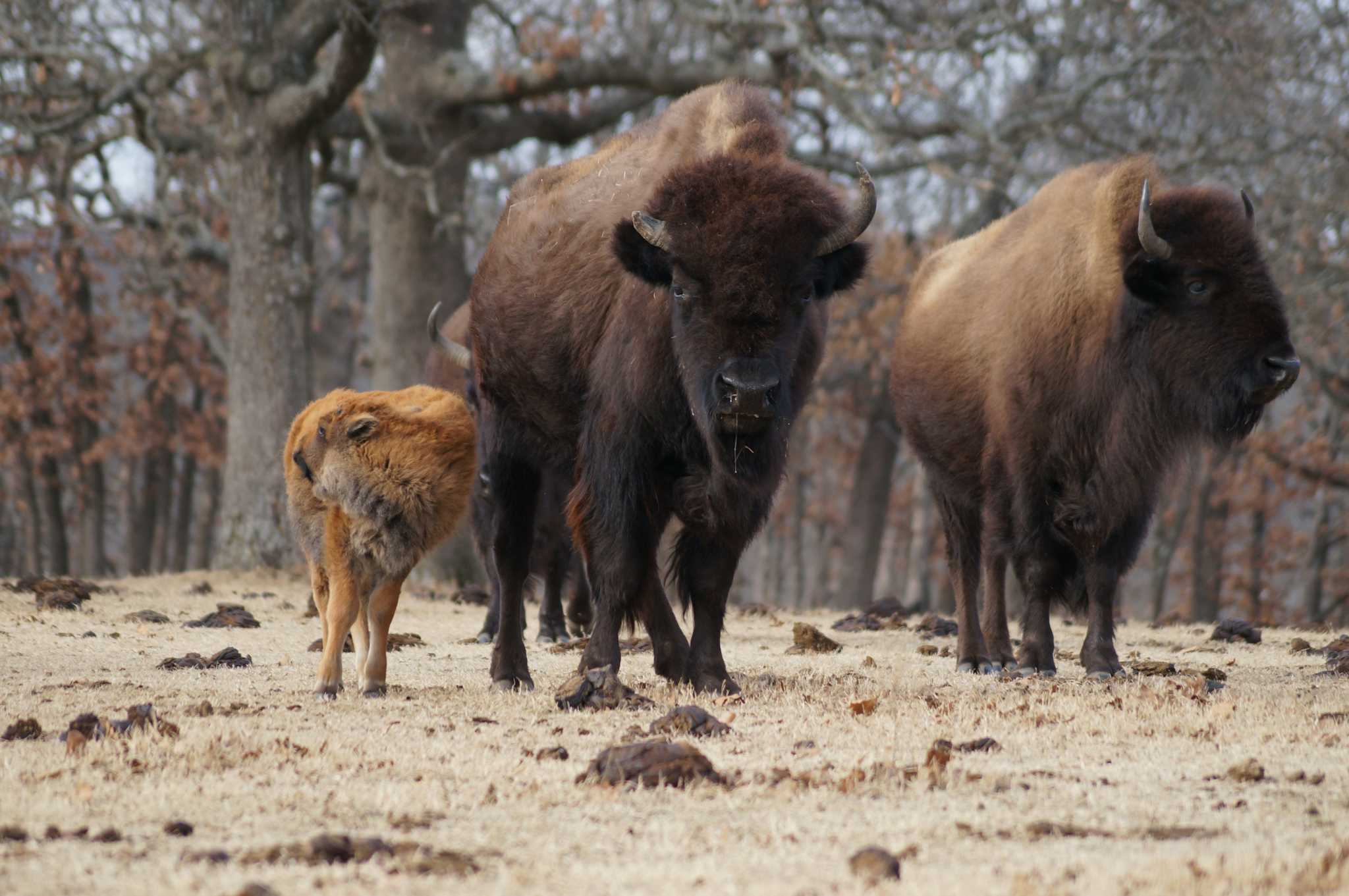 Woolaroc Museum & Wildlife Preserve