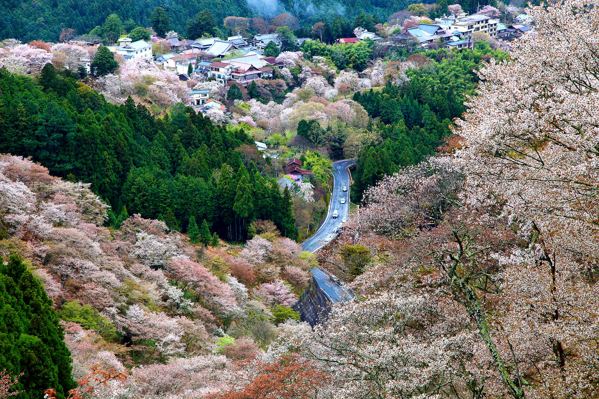 Yoshino