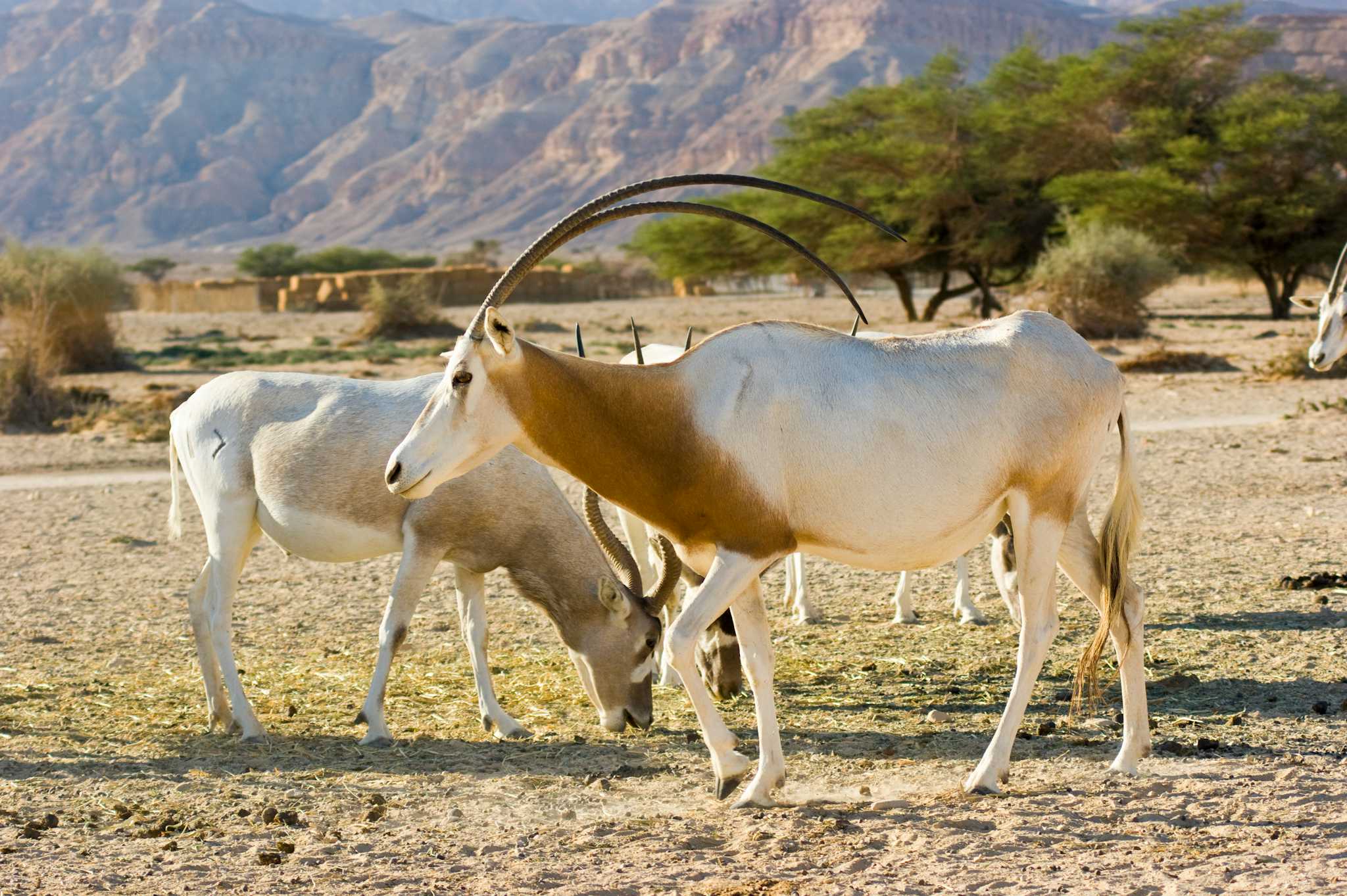 Yotvata Hai-Bar Nature Reserve