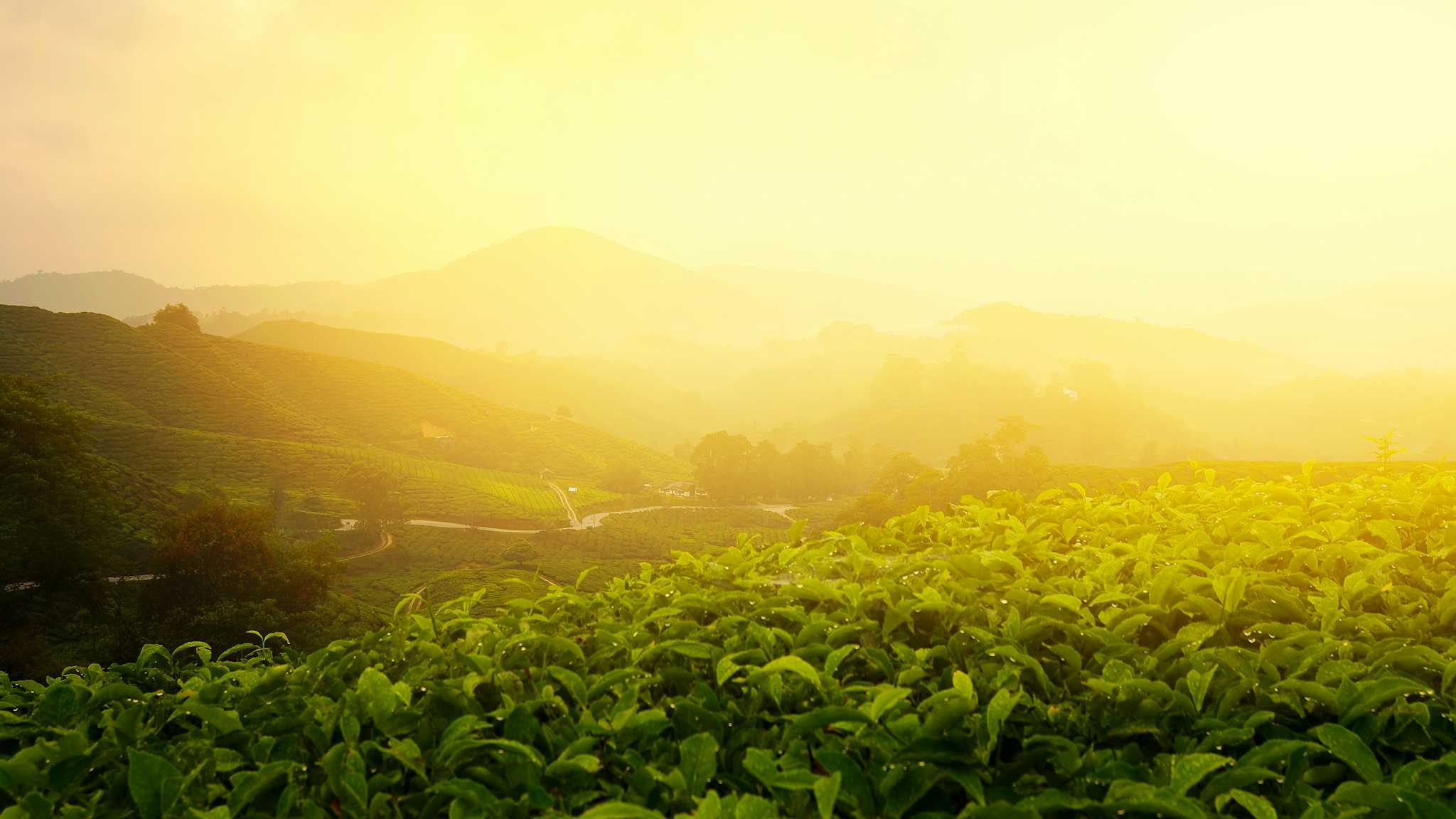 Zealong Tea Estate