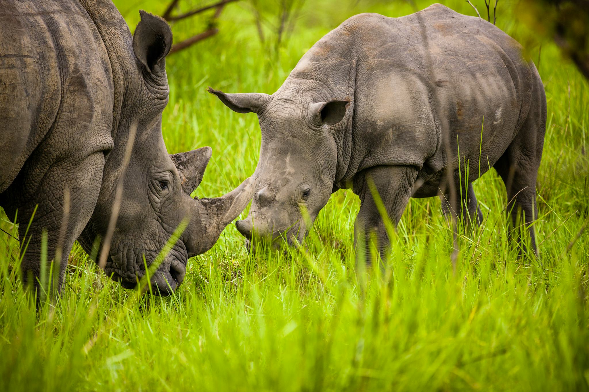 Ziwa Rhino Sanctuary