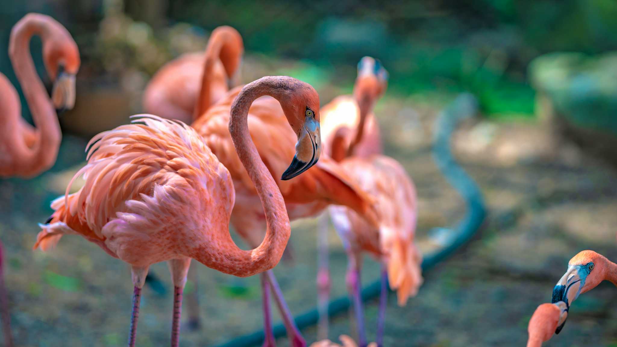 Zoológico ZSL Whipsnade