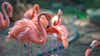 ZSL Whipsnade Zoo